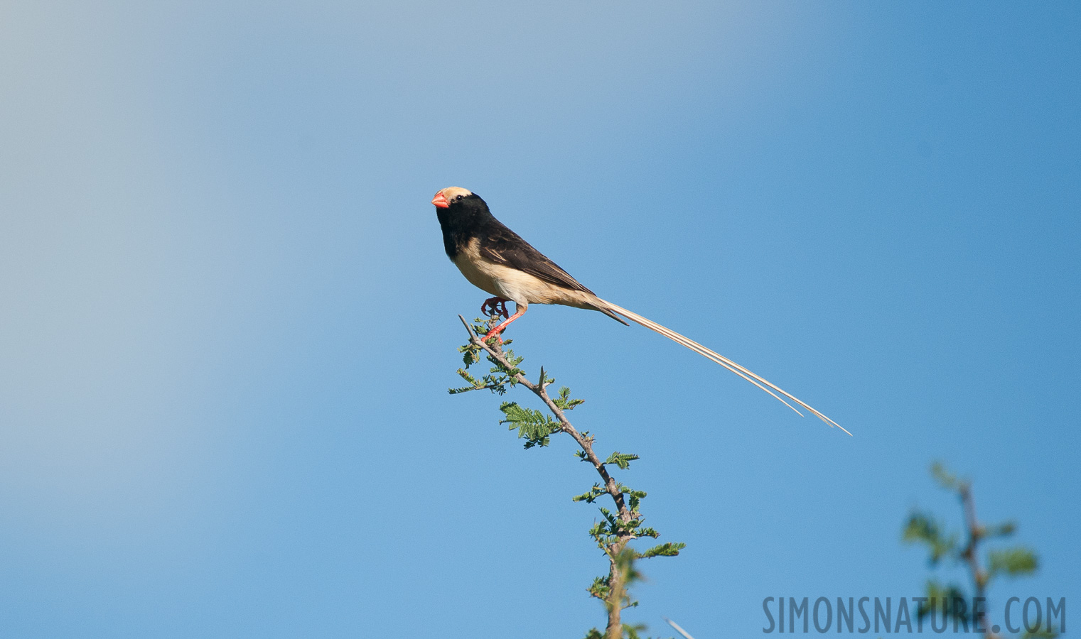 Vidua fischeri [550 mm, 1/4000 sec at f / 6.3, ISO 1000]